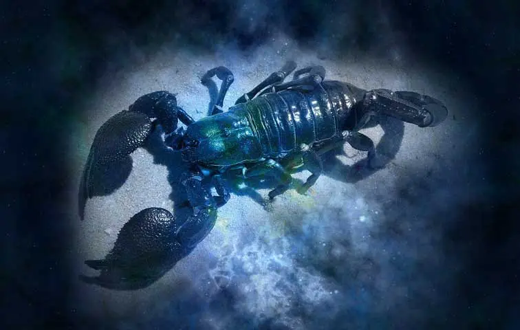 Scorpion : Horoscope de l’année